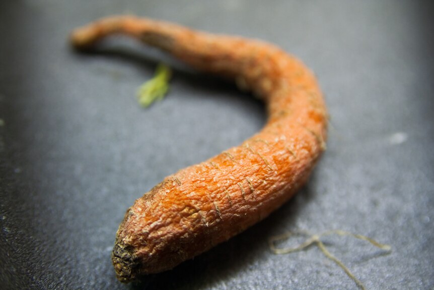 Artistic photograph of a single shrivelled carrot on a bench top