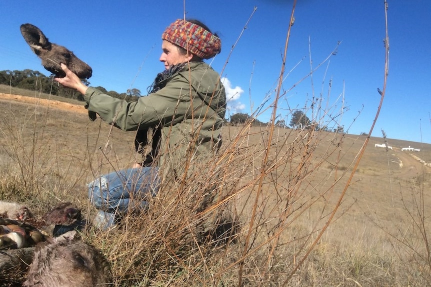 Diane Smith collecting samples and rescuing joeys in the field morning after commercial shooting, 2018.