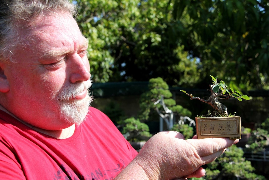 Chris Hewitt holds one of his prized bonsais at home in Rockhampton.