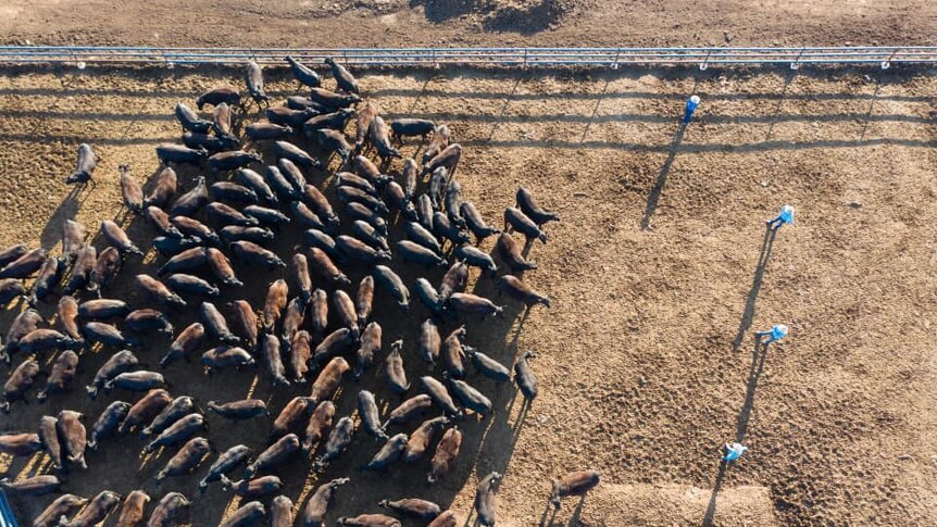 Birds eye view of cattle in yards being herded by workers
