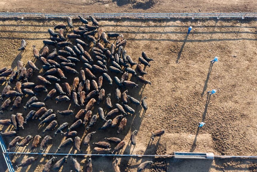 Birds eye view of cattle in yards being herded by workers