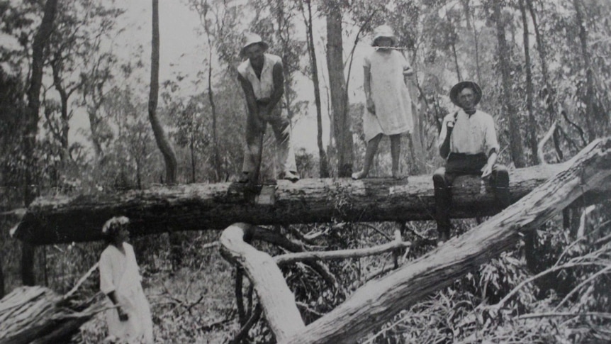 Soldier settlers clearing land at Beerburrum, north of Brisbane, to make way for pineapples.
