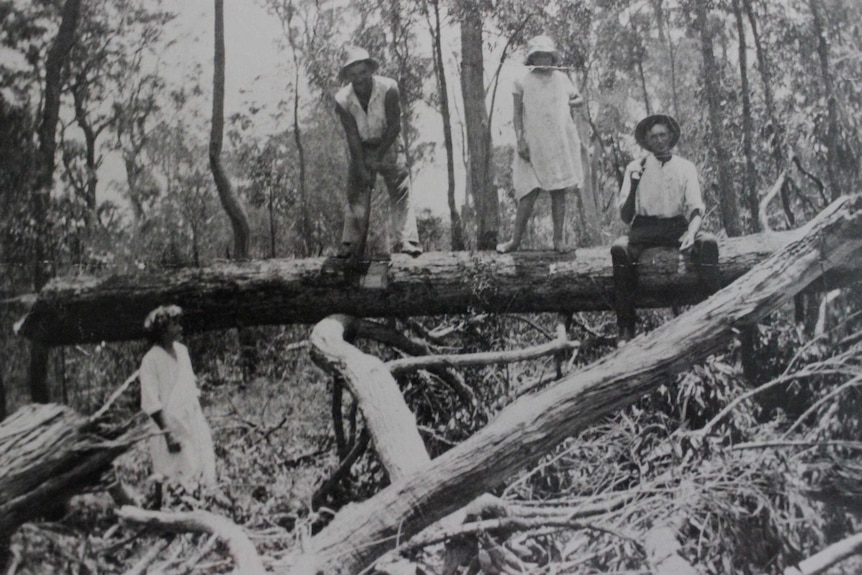 Soldier settlers clearing land at Beerburrum, north of Brisbane, to make way for pineapples.