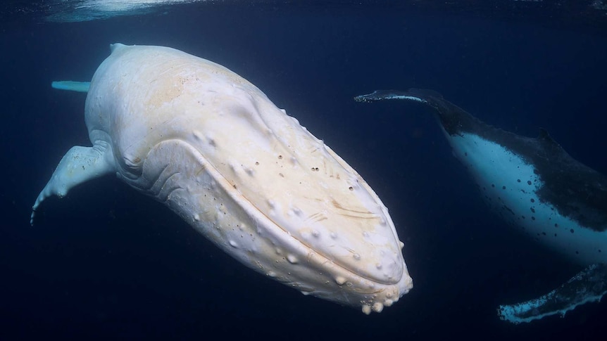 A white whale swimming underwater, flanked by his more conventionally coloured cousin.