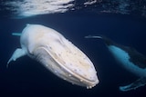 Migaloo swims by Byron Bay with another whale