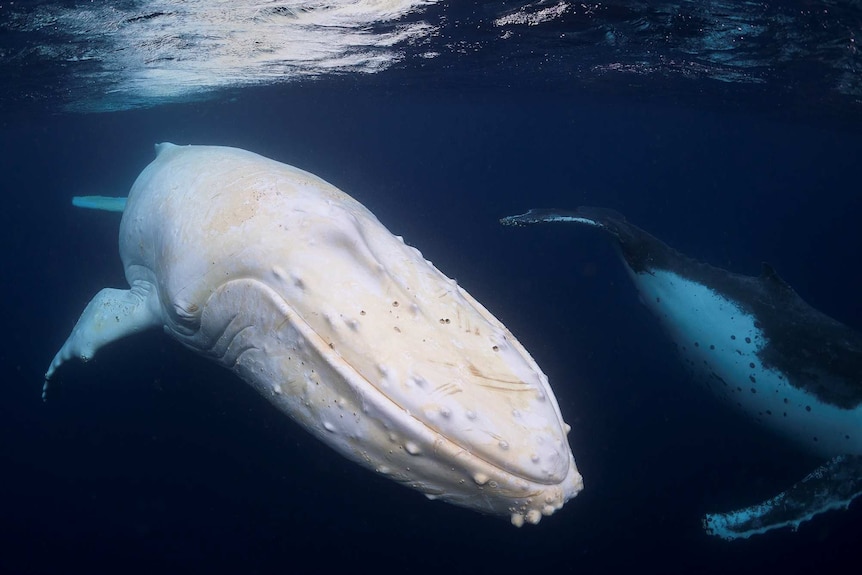 A white whale swimming underwater, flanked by his more conventionally coloured cousin.
