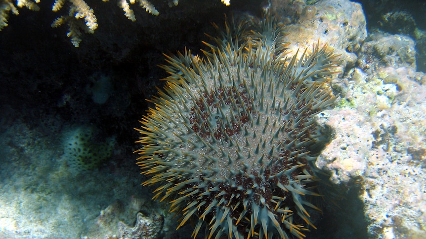 Crown of thorns starfish