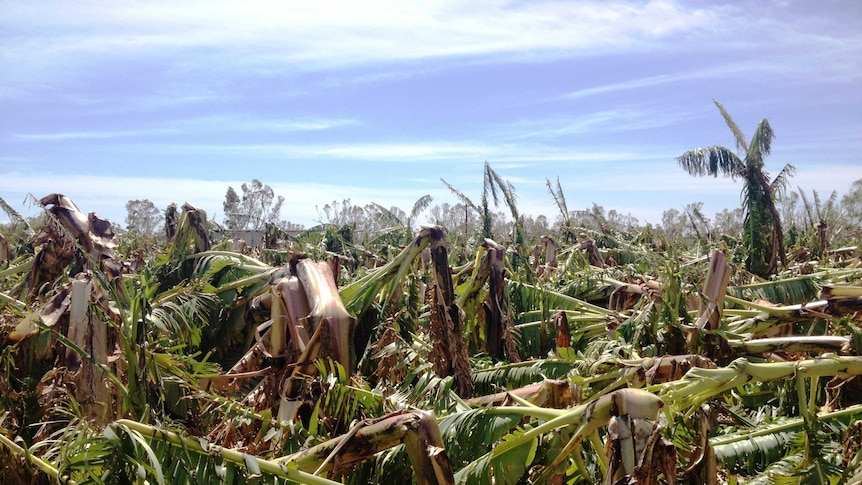 Banana trees felled by Cyclone Olwyn