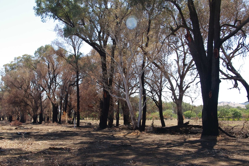 Burnt trees in a paddock