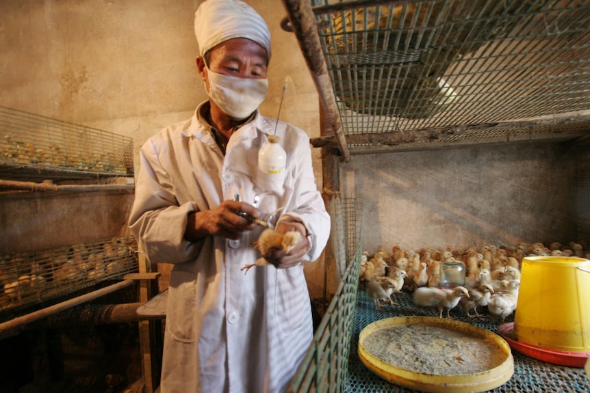 A man in a white coat and face mask vaccinating a baby chicken