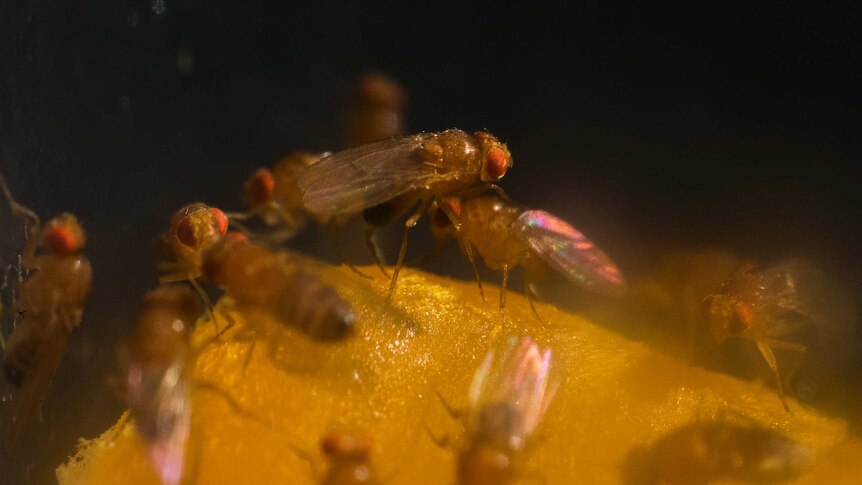 Several fruit flies crawl across a citrus fruit.