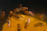 Several fruit flies crawl across a citrus fruit.