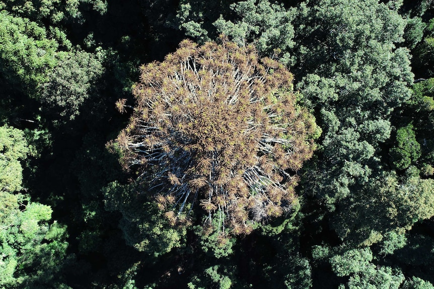 Aerial photo of a bunya pine showing symptoms of disease including leaf browning and loss