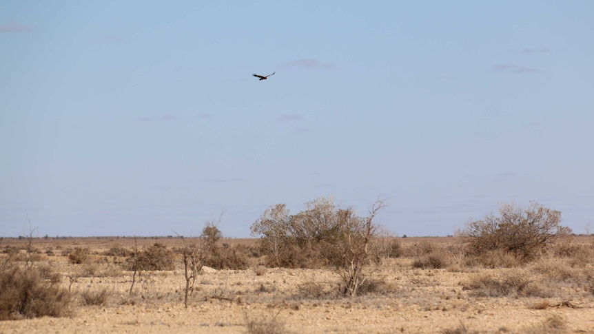 Telephoto shot of a bird of prey flying over Australian outback scrub.