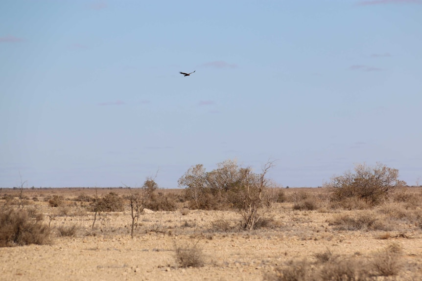 Telephoto shot of a bird of prey flying over Australian outback scrub.
