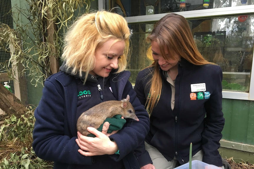 Two women stand in the bandicoot's enclosure, holding the animal.