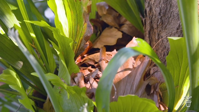 Large staghorn fern growing on a tree with dappled light coming through the leaves