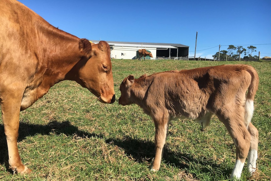 A cow sniffing her calf.