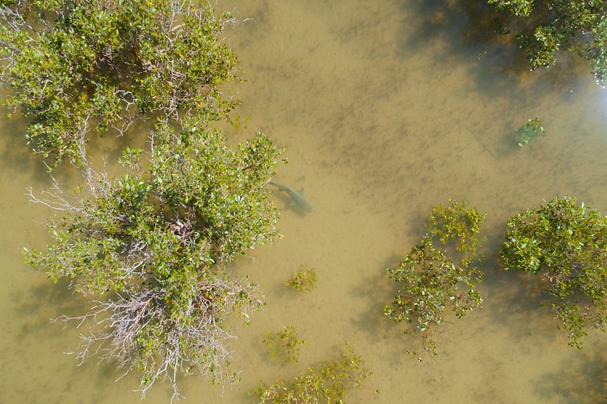 An aerial view of a shark among the mangrove trees in shallow water.