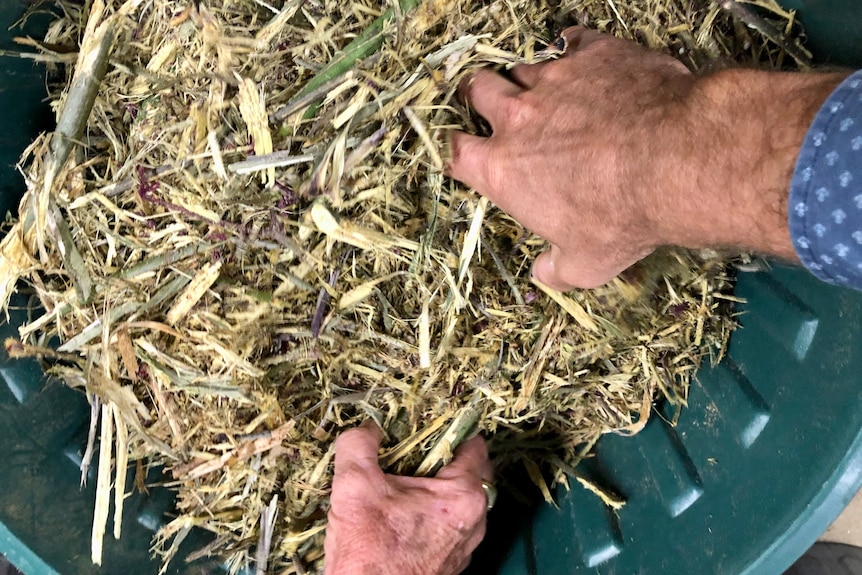 Hands touching shredded dry plant material in a bin.