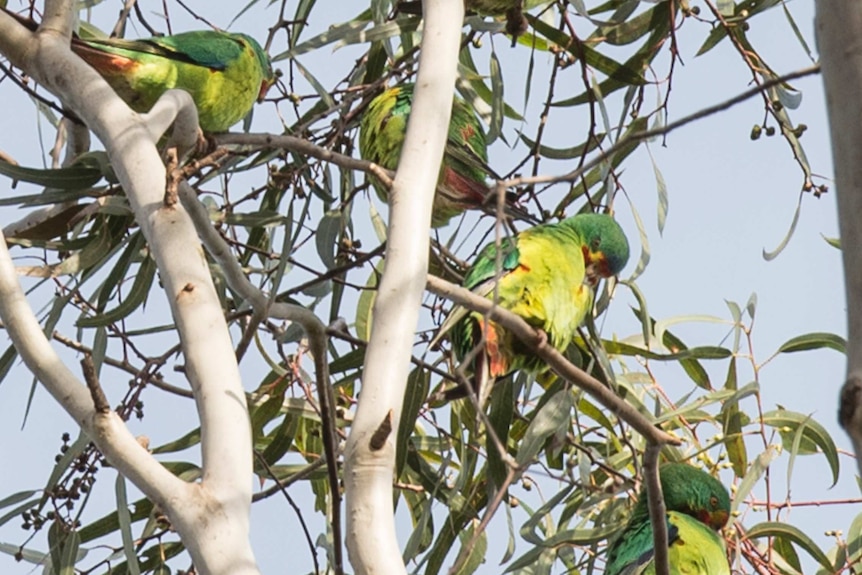 Endangered swift parrot in trees.