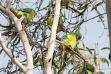 Endangered swift parrot in trees.