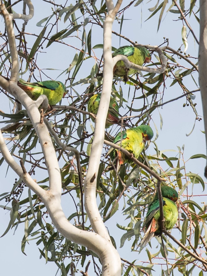 Endangered swift parrot in trees around La Trobe University