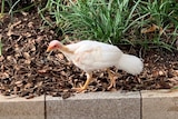 A white, albino, brush turkey, with a red eye, walking along the side of a path.