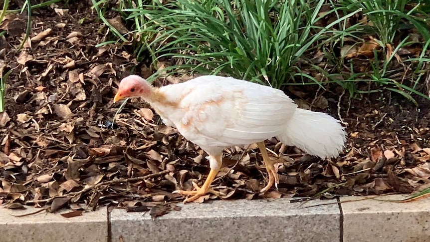 A white, albino, brush turkey, with a red eye, walking along the side of a path.