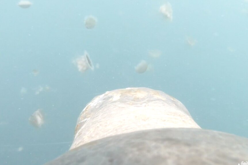 The view from a camera on an adult flatback turtle.