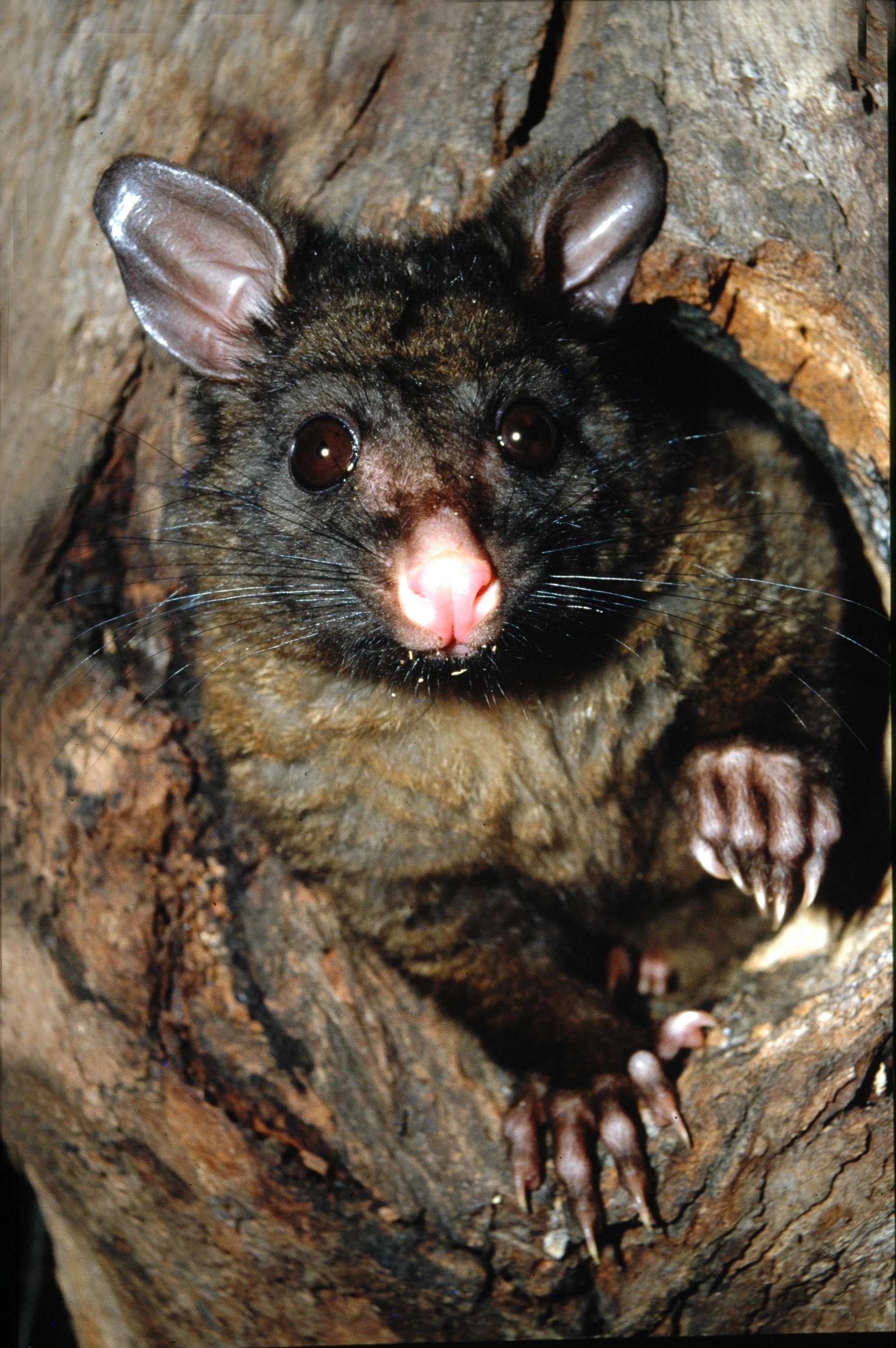 Decline of Tasmanian devils sees possums thrive, more