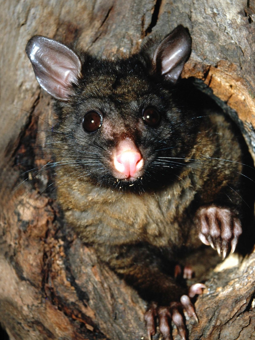 A brushtail possum in the wild