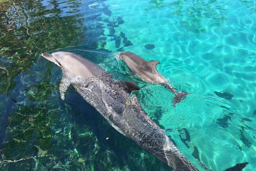 Dolphin calf Dusty swims with his mother Jinx at Sea World