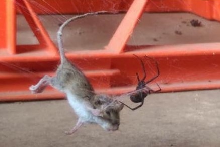 A field mouse in a redback spider's web, tended by a redback spider