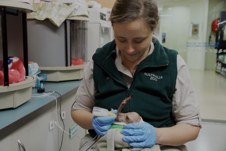 A woman bottle-feeds a baby kangaroo