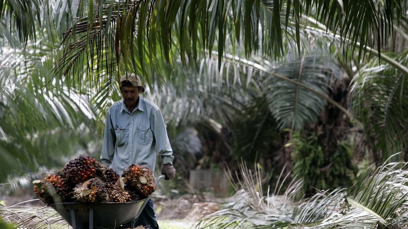 Palm oil is a produced all across South-East Asia because it is a sustainable, high-yield product that helps small farmers lift themselves out of poverty.