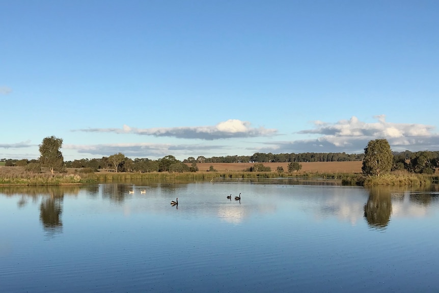 a photo of the horizon of water with black swans  and the sky being reflected.