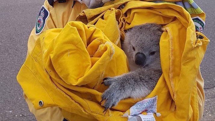 A firefighter holding a koala.