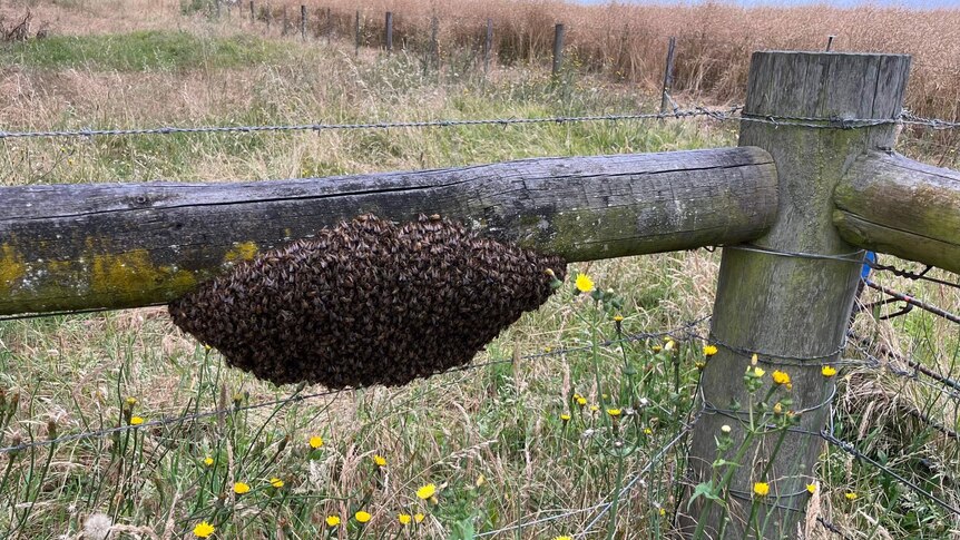 A mass of hundreds of bees on the underside of a wooden fence post