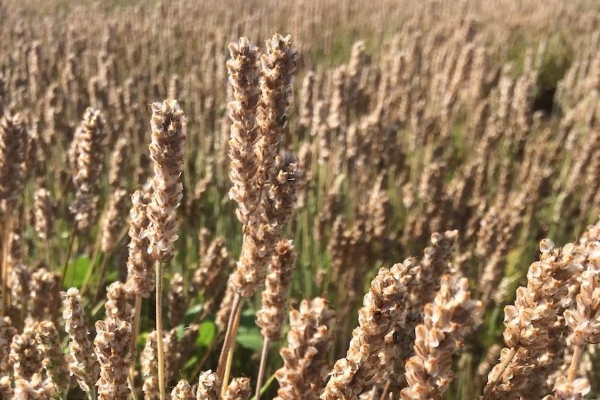 Plantago crop