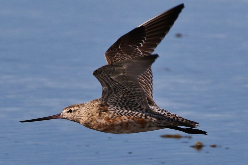 A bird with a needle-like beak flies over water.