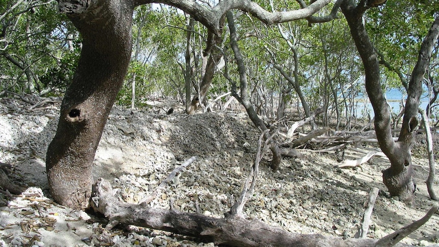 The undergrowth of trees and mangroves at Mud Island.