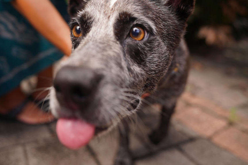 a blue heeler dog with its tongue sticking out