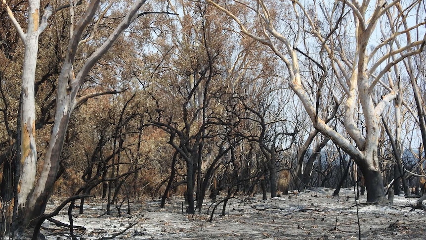 Burnt out bushland.