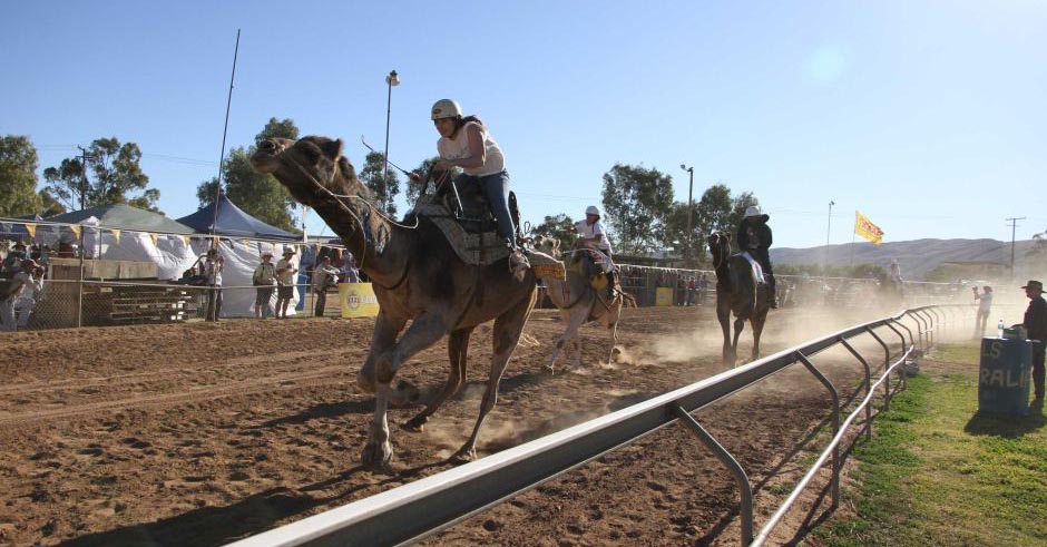 Dust flies as the camels round the bend at the purpose built racetrack in Alice Springs