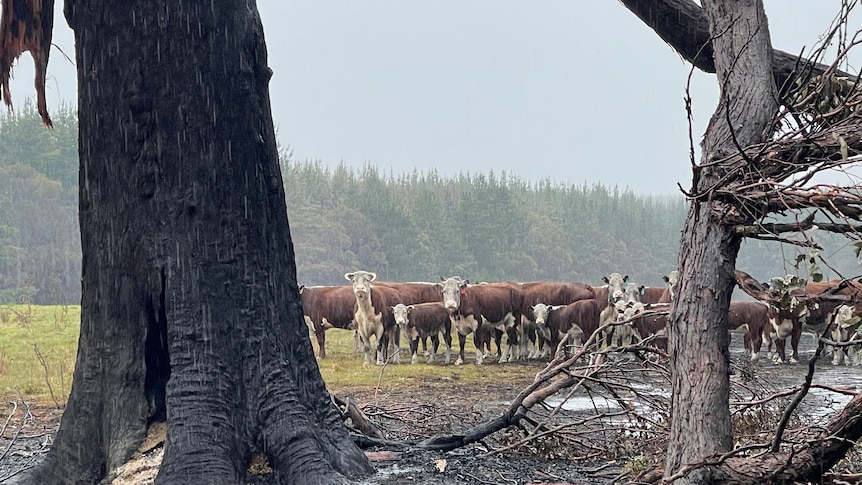 A burnt tree with charred grass, with green grass in the background and a herd of cattle. Puddles of rainwater on the surface.