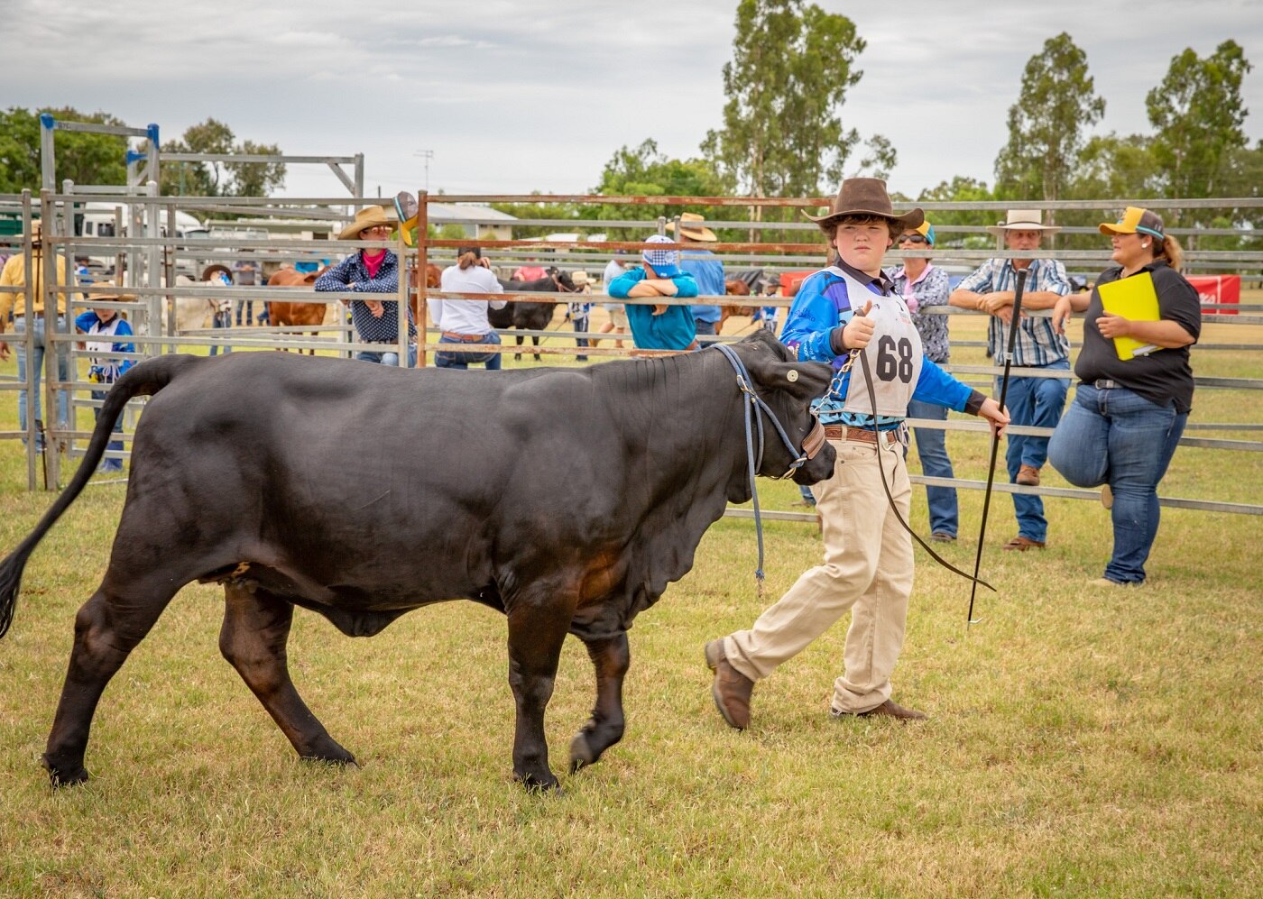 Ben in long pants and a long sleeve polo wearing a hat, leading a dark brown cow on grass, people watching behind.