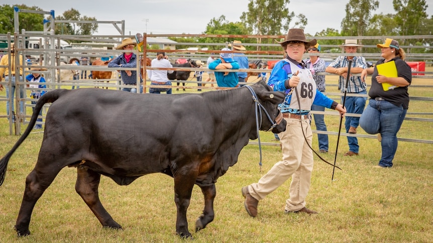 Ben in long pants and a long sleeve polo wearing a hat, leading a dark brown cow on grass, people watching behind.