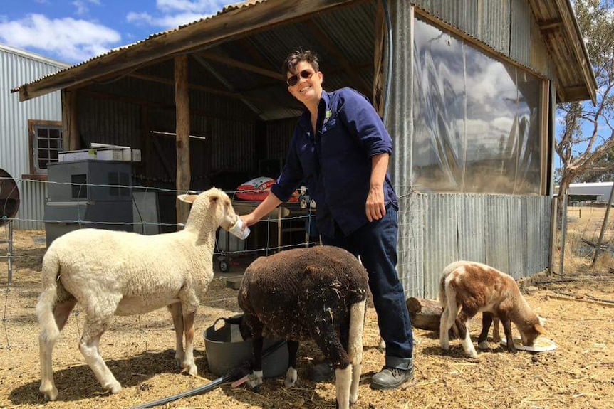 Woman feeding her sheep