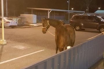 A police officer looking at a horse